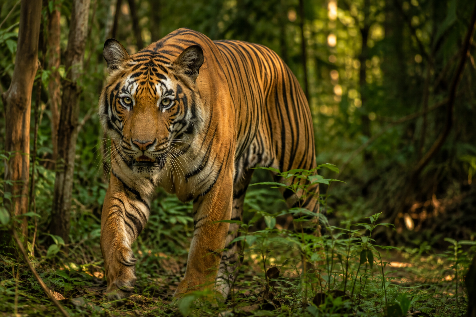 Wild Tigers: The Powerful Hunters of the Forest